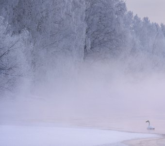 В зимней дымке
