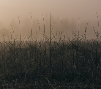 Прозрачность туманного утра