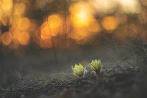 Пробуждение весны: 3 снимка с нашего фотохостинга