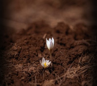 Вестники весны