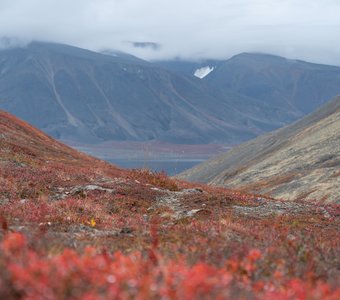 Красный ковёр