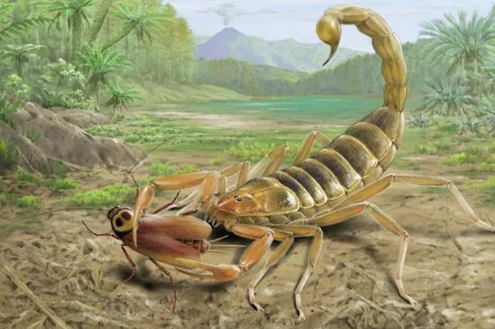 Китайские палеонтологи открыли вымершего ядовитого скорпиона