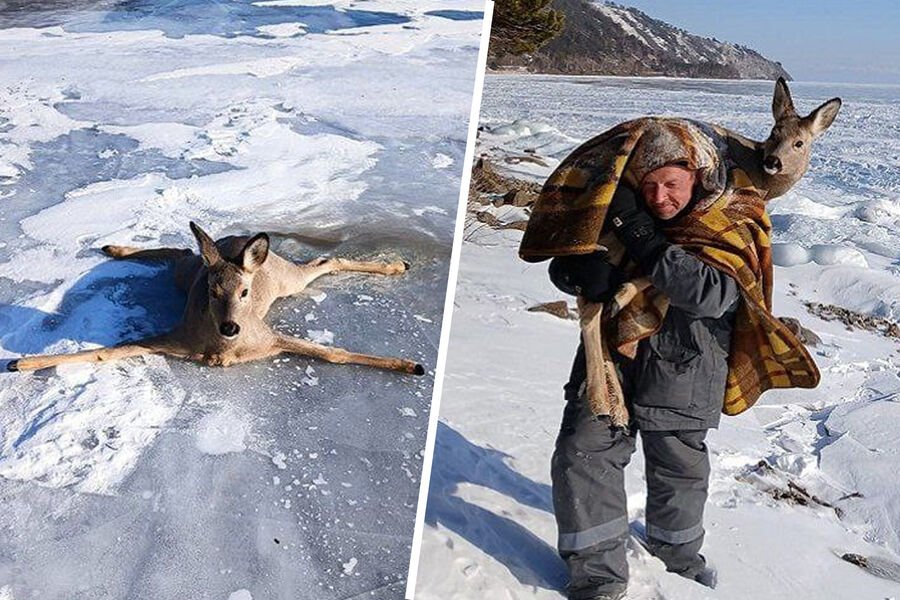 На Байкале спасли косулю, которая не могла встать со льда
