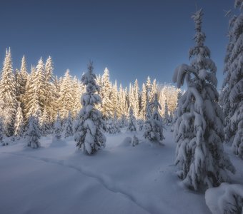 Лес под снегом