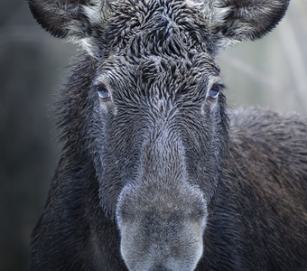 Европейский лось (Alces alces)
