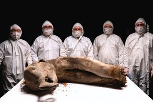 В Якутии провели аутопсию мамонтенка Яны