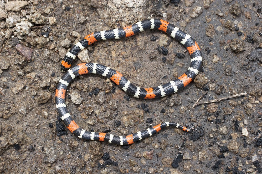 Сотрудник Московского зоопарка скончался после укуса змеи