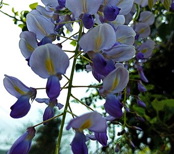 Весенняя глициния