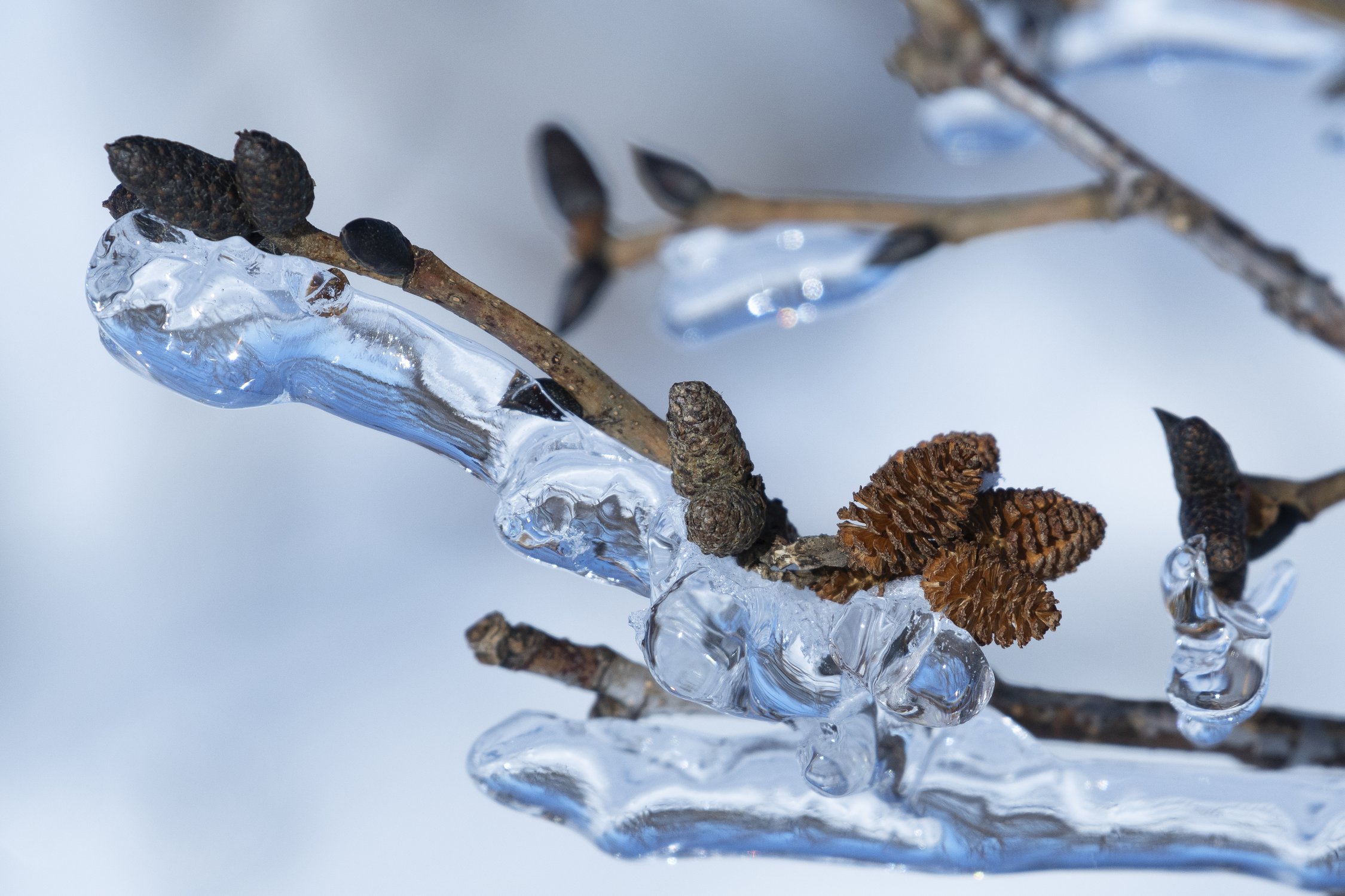 Мартовская глазурь