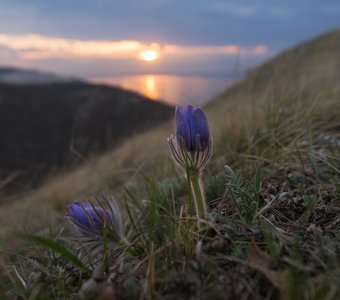 Отважный прострел