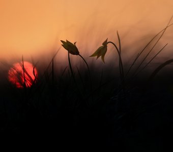 Солнце травы