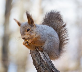 Лесная гостья