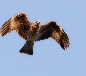 Чёрный коршун