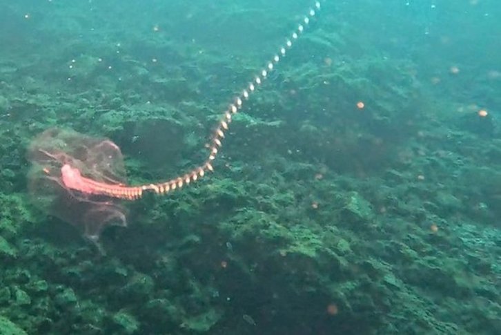 Фото: @alan.deidun