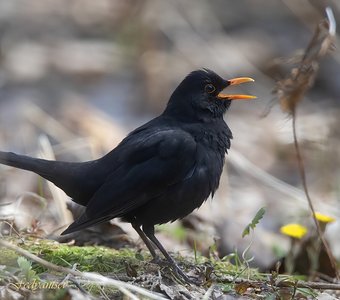 Запевка Чёрного дрозда