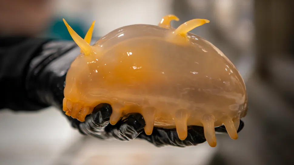 У берегов Антарктиды выловили странную оранжевую «жижу». Что это за существо?