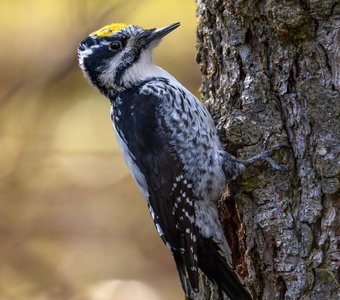 Трёхпалый дятел смотрит в камеру