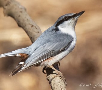 Похож я на орла?