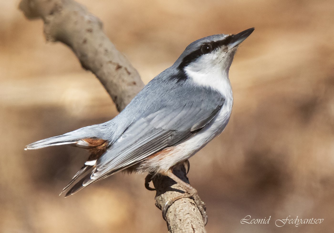Похож я на орла?