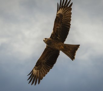 Черный коршун.