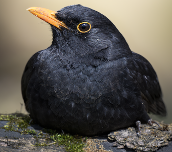 Чёрный дрозд (Turdus merula)