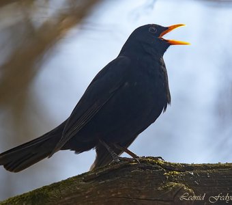 Песня Чёрного дрозда