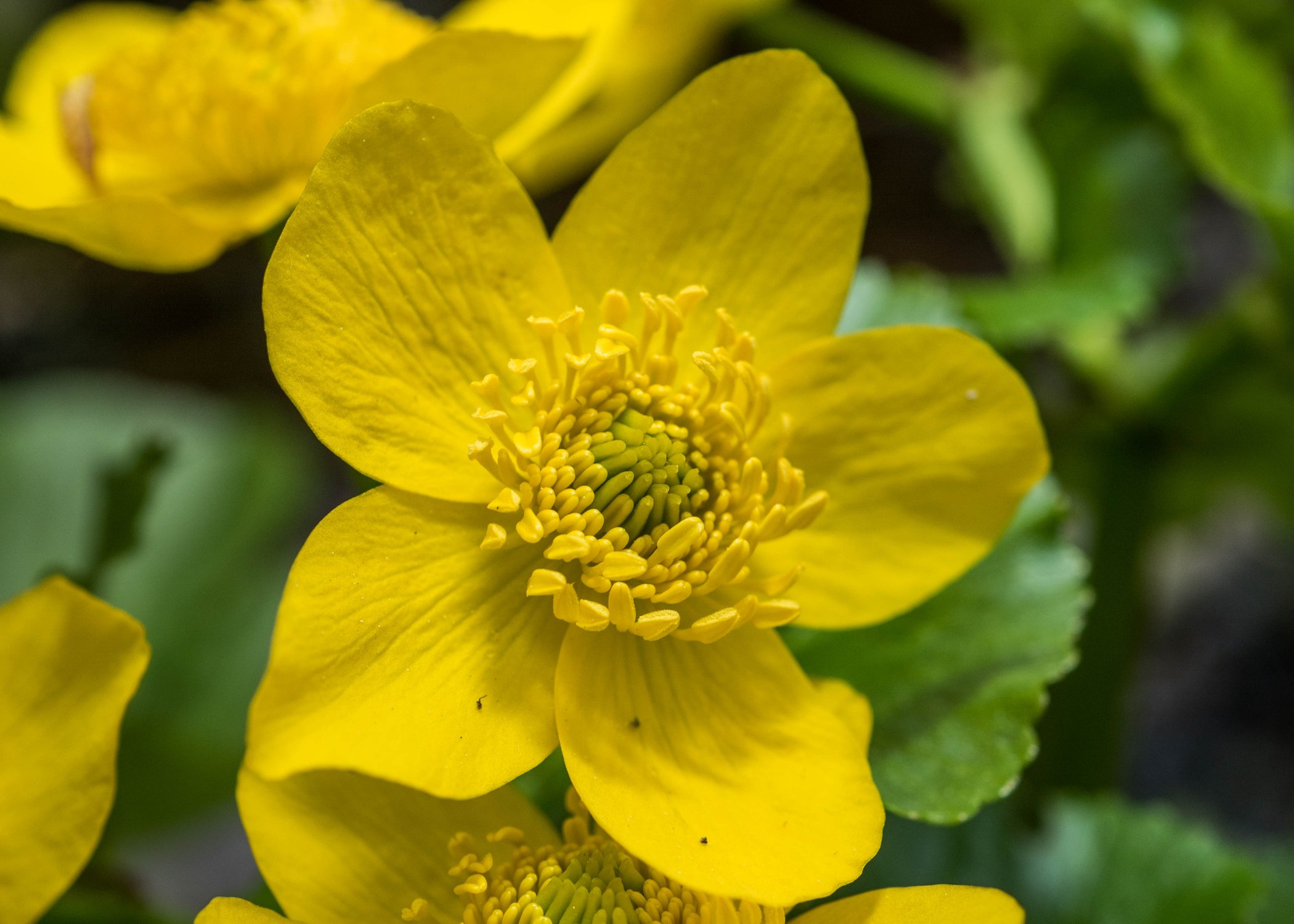 Калужница болотная