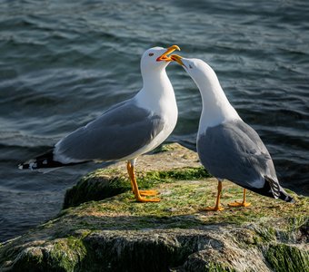 Ты меня любишь?