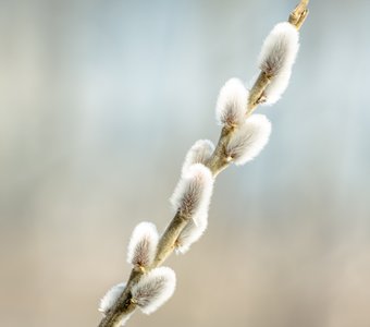 Заячьи хвостики