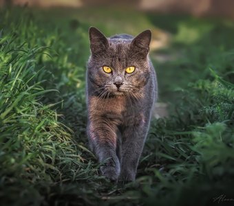 На мягких лапах