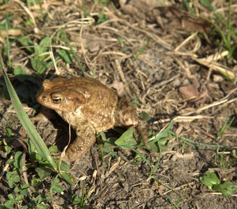 Лягушка проснулась после зимы