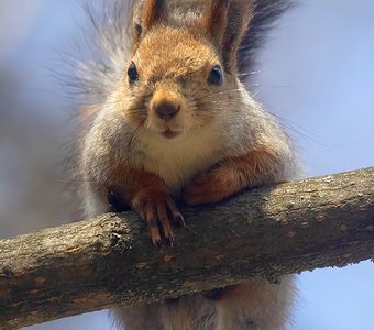 Птичка-невеличка