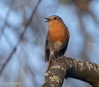 Зарянка на вечерней зорьке