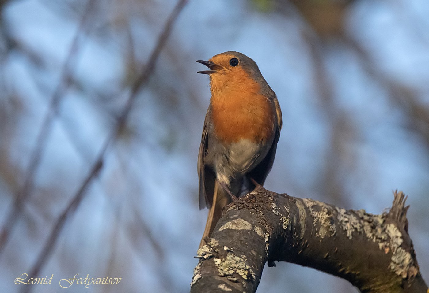 Зарянка на вечерней зорьке