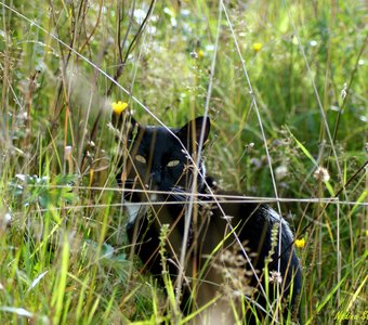 Эти глаза напротив