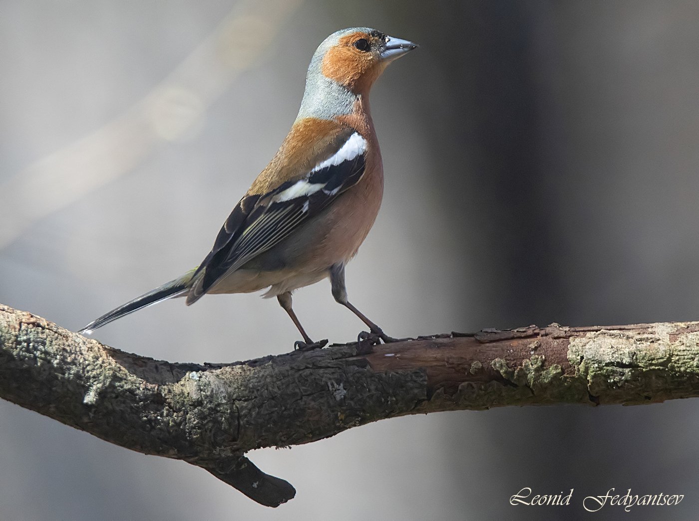 Портрет Зяблика