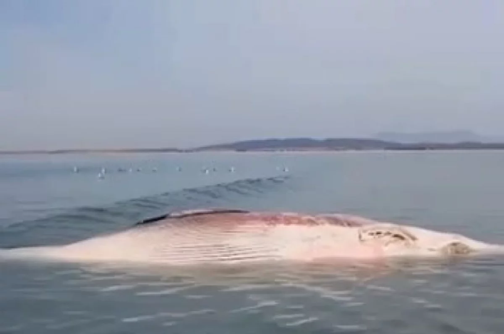 В Приморье нашли кита — его убили люди