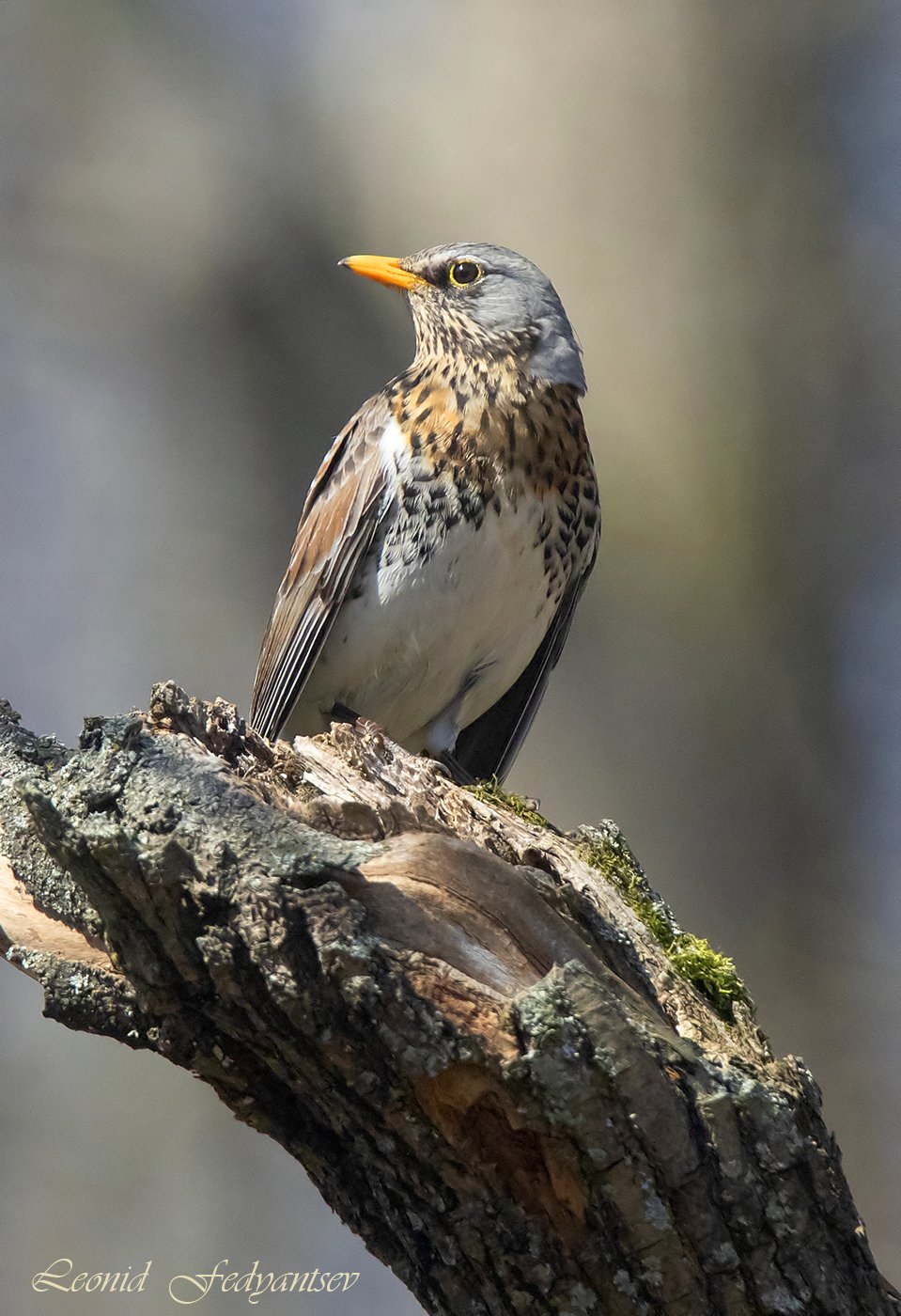 Портрет Дрозда-рябинника