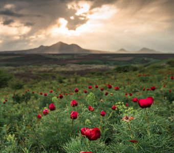 Дикие пионы перед грозой на Лысой горе