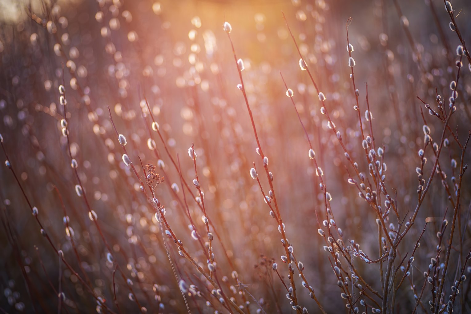 Весенний штрих-код