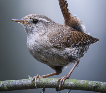 Крапивник (Troglodytes troglodytes)