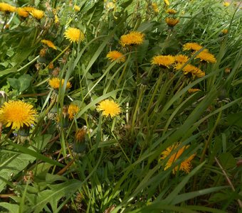 Желтые одуванчики