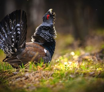 Король глухариного тока