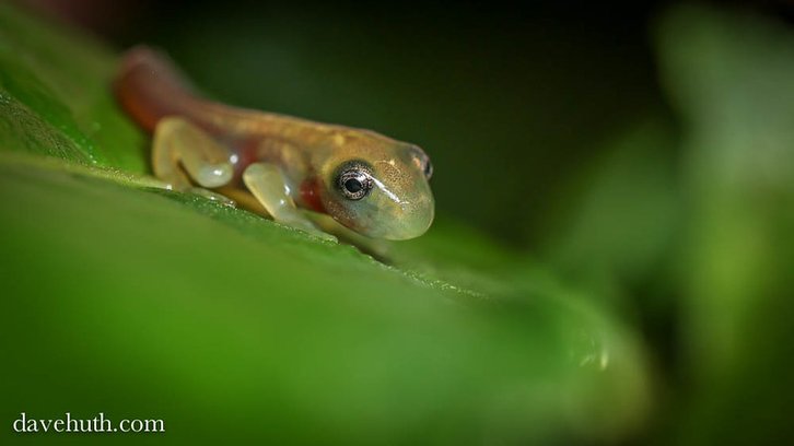 Фото: Dave Huth / Flickr