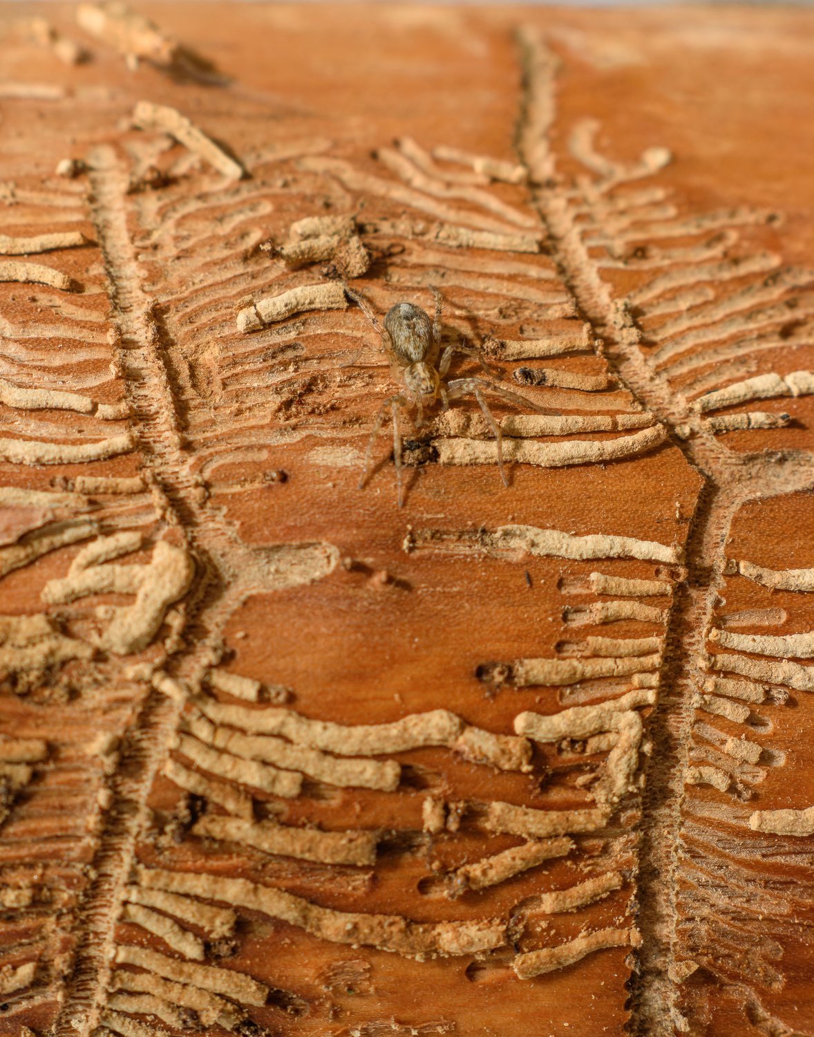 Паук в ожидании жука-короеда