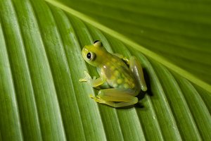 Стеклянная лягушка – настоящий гений маскировки