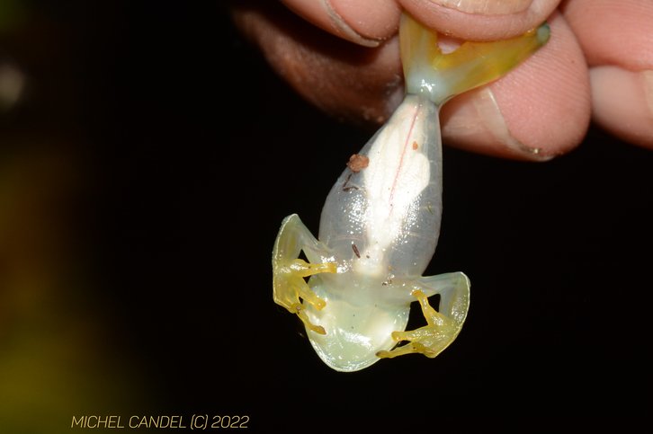 Фото: Michel Candel / Flickr