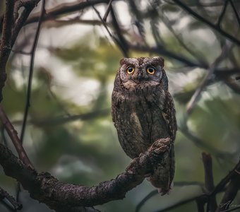 В сумраке леса