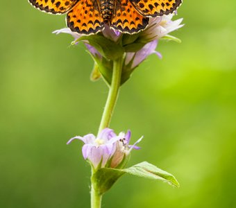 Этюд с колокольчиком и Дидимой