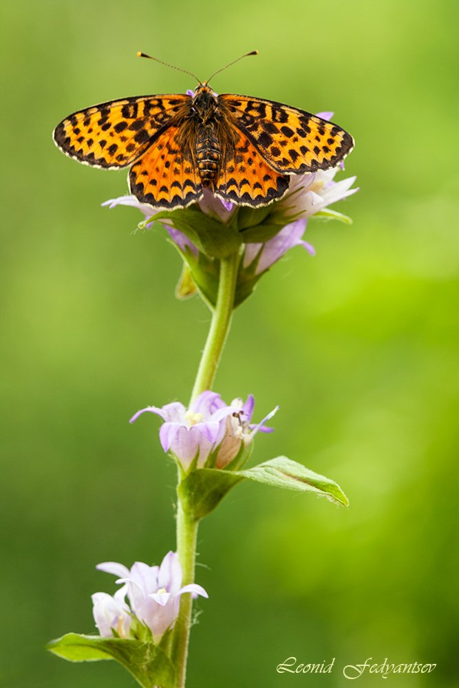 Этюд с колокольчиком и Дидимой